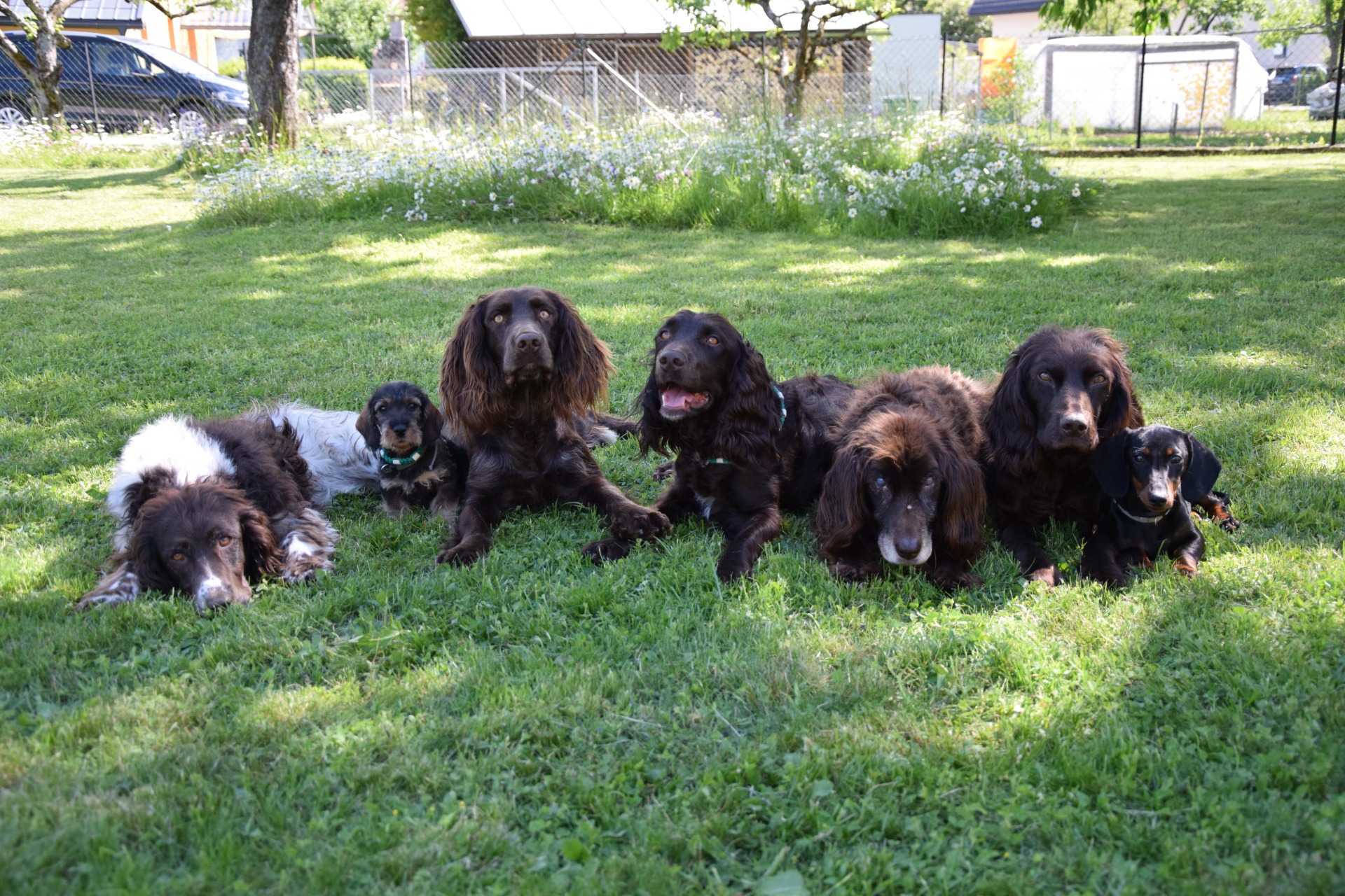 Ricki, Erle, Soluna, Enya, Bella, Chrissi und Fibi (v.l.n.r.), 2021