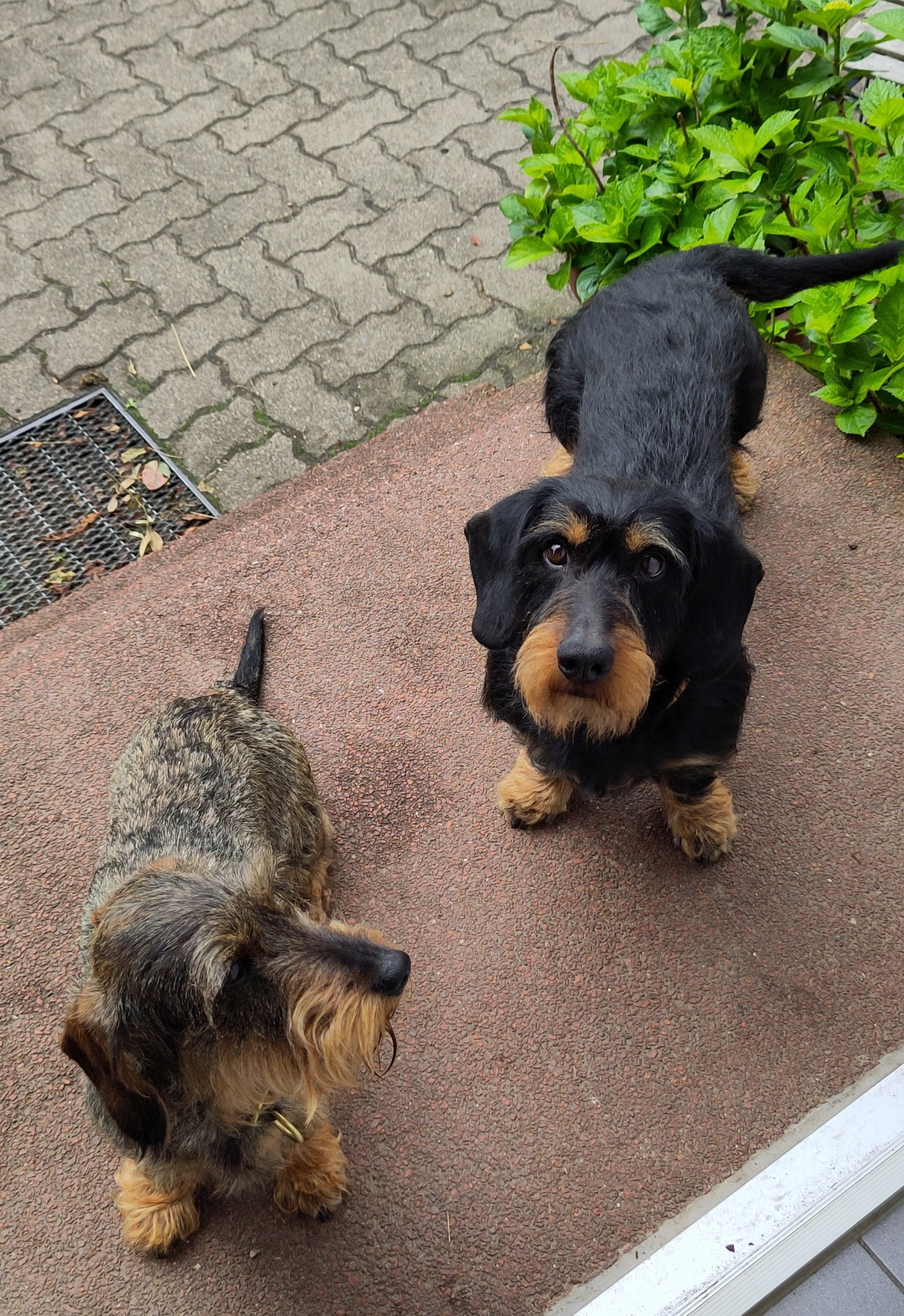 Erle und Lausi